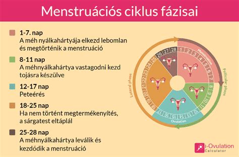 ovuláció kalkulátor|Ovulációs kalkulátor & termékenységi ablak